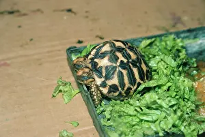 Mutations: Tortoise - with two heads