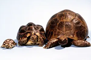 Tortoises: TORTOISE - three in a row