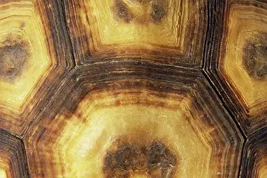 Tortoiseshell: Tortoise Shell