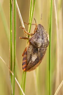 130619: Tortoise shieldbug on grass - Norfolk UK