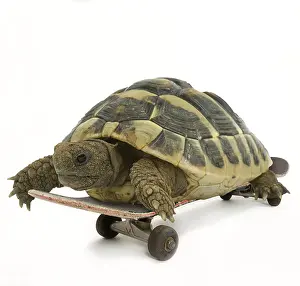 Newno1: Tortoise, on skateboard
