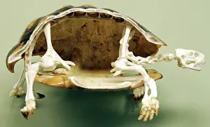 Testudo: Tortoise: skeleton