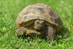 Testudinidae: Tortoise (Testudinidae) in grass, Bavaria, Germany