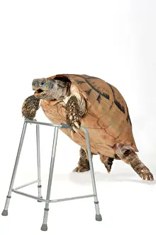 Frames: Tortoise with zimmer framce