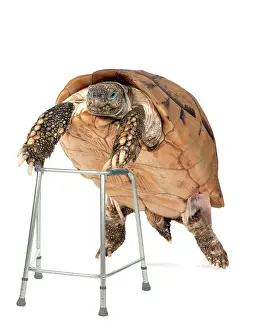 Frames: Tortoise with zimmer frame
