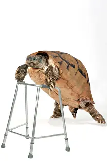 Frames: Tortoise with zimmer frame