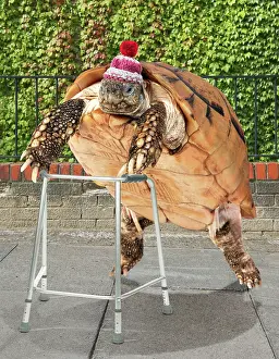 Frames: Tortoise with zimmer frame
