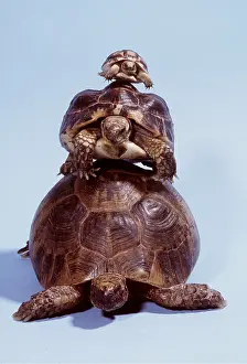 Balancing: Tortoises - Three on top of each other