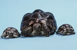 Rows: TORTOISES - ADULT & 2 BABIES