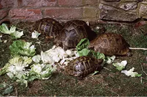 Tortoise: TORTOISES - THREE EATING