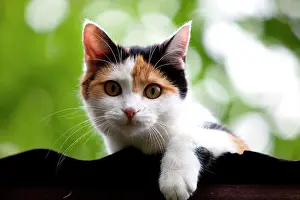 Tortoiseshell: Tortoiseshell-and-white domestic cat (Felis silvestris
