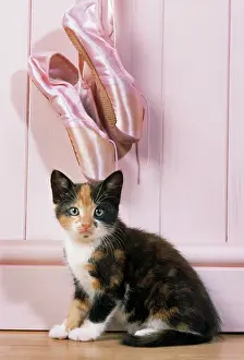 Shoes: Tortoiseshell Cat - kitten with ballet shoes