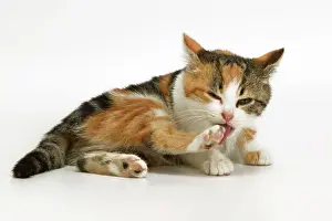 Tortie: Tortoiseshell Cat - kitten cleaning itself