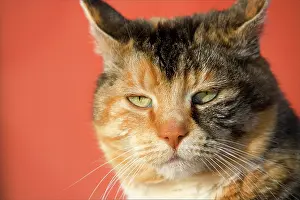 Worcester: Tortoiseshell cat in front of red barn