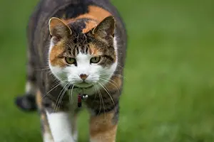 Tortoiseshell: Tortoiseshell Cat walking in garden
