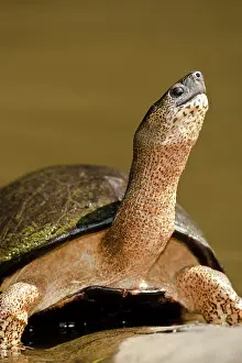 Mary: Tortuguero National Park, Costa Rica, Black