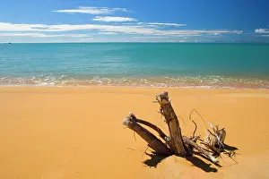 Driftwood: Totaranui - by water sculpted tree trunk / driftwood