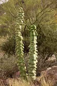 Totem: Totem Pole cactus