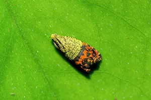 250521: Totrix Moth on leaf - Klungkung, Bali, Indonesia