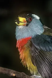 Barbet: Toucan Barbet