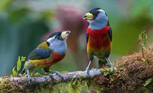 Parent: Toucan barbet parent feeding fledgling, cloud forest