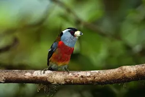 Barbet: Toucan Barbet (Semnornis ramphastinus)