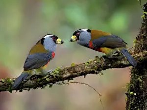 Barbet: Toucan Barbet (Semnornis ramphastinus), two bird