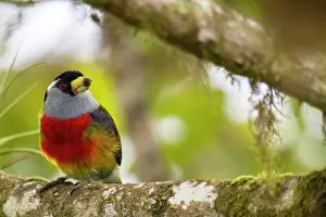 Barbet: Toucan barbet (Semnornis ramphastinus) on a branch