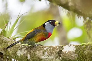 Barbet: Toucan barbet (Semnornis ramphastinus) on a branch