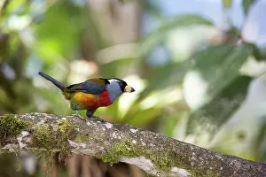 Barbet: Toucan barbet (Semnornis ramphastinus) on a branch