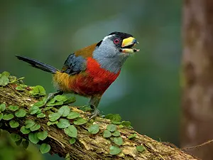 Multi: Toucan Barbet (Semnornis ramphastinus), Ecuador
