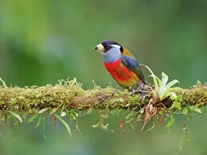 Barbet: Toucan Barbet Semnornis ramphastinus Ecuador BI0
