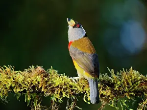 Barbet: Toucan Barbet Semnornis ramphastinus Ecuador BI0