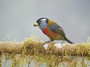 Barbet: Toucan Barbet Semnornis ramphastinus Ecuador BI0