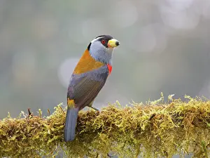 Barbet: Toucan Barbet Semnornis ramphastinus Ecuador BI0