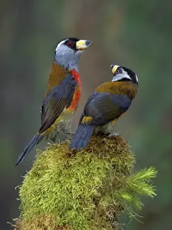 Multi: Toucan Barbet (Semnornis ramphastinus), immature