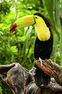 Mexican: Toucan at Xel-Ha nature park, Riviera Maya, Mexico