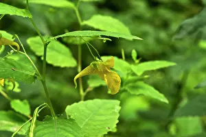 Allindelille: Touch-me-not (Impatiens noli-tangere). Allindelille