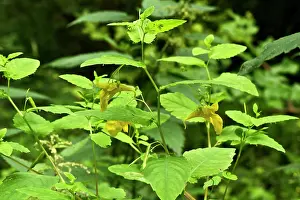 Allindelille: Touch-me-not (Impatiens noli-tangere). Allindelille
