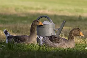Cans: Toulouse geese near a watering France