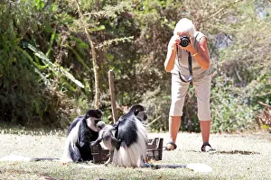 Cameras: Tourist photographing Black and White Colobus Monkeys