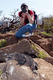 Seymour: Tourist photographing marine Iguana Amblyrhynchus cristatus