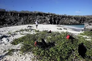 Frigatebirds: Tourists on beach with Great Frigatebird