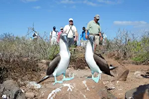 Nebouxii: Tourists and Couple of Blue-footed Booby - North Seymour Isl