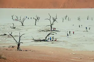 Camelthorn: Tourists between dead camelthorn trees (Acacia erioloba)