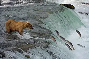 Tourists: Tourists photographing Brown Bear catching salmon