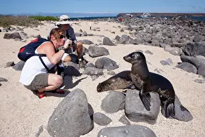 Sealion: Tourists photographing Galapagos Sea Lion - North Seymour Is