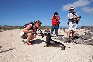 Sealion: Tourists photographing Galapagos Sea Lion - North Seymour Is