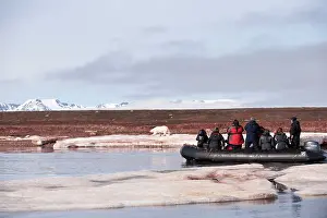 Zodiac: Tourists photographing polar bear - from Zodiac