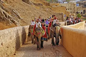 Citadel: Tourists riding elephants up to Amber Fort